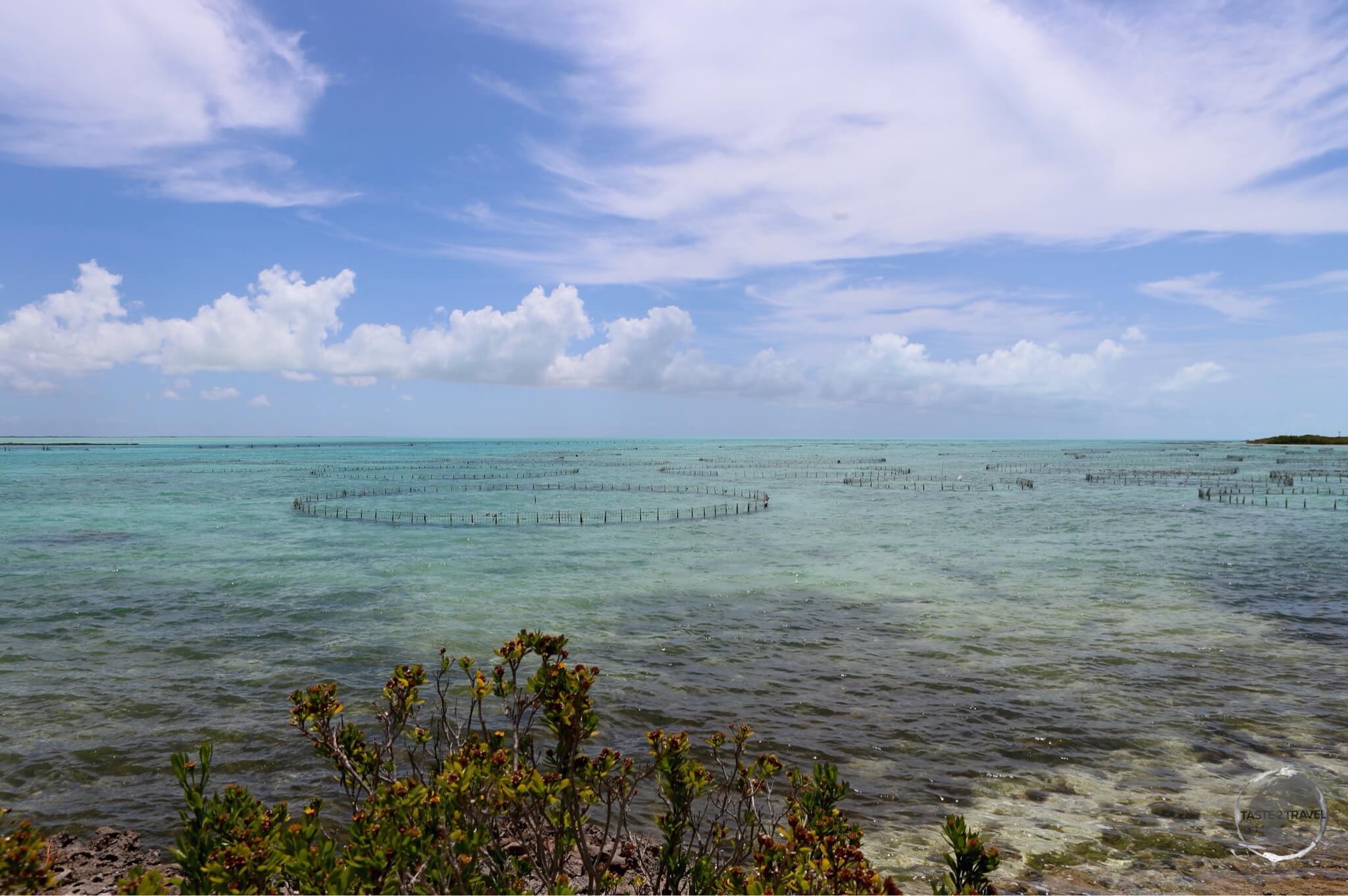 Breeding enclosures at the Caicos Conch Farm.