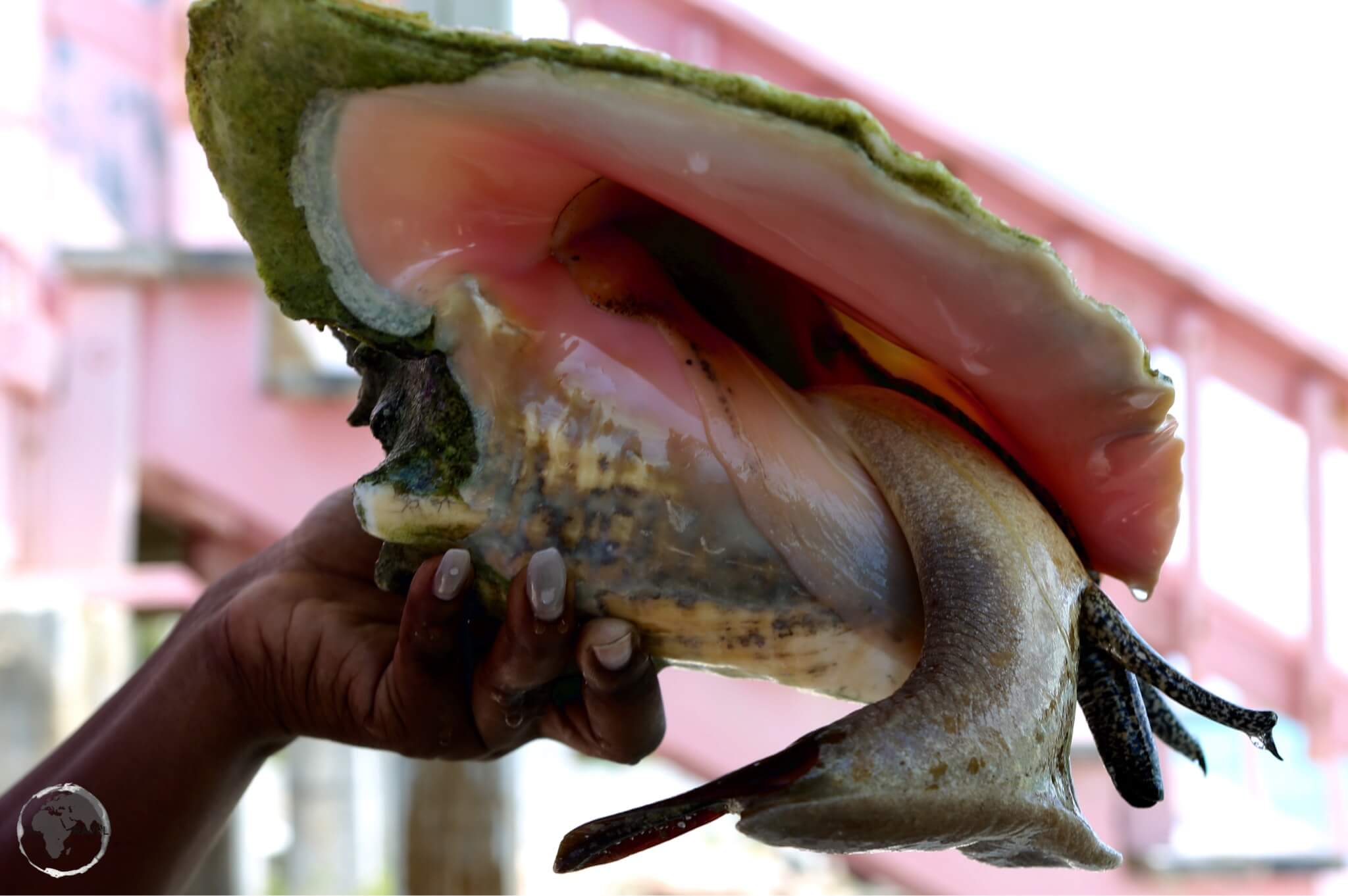 Turks and Caicos Travel Guide: A very slimy adult conch at the Caicos Conch Farm.