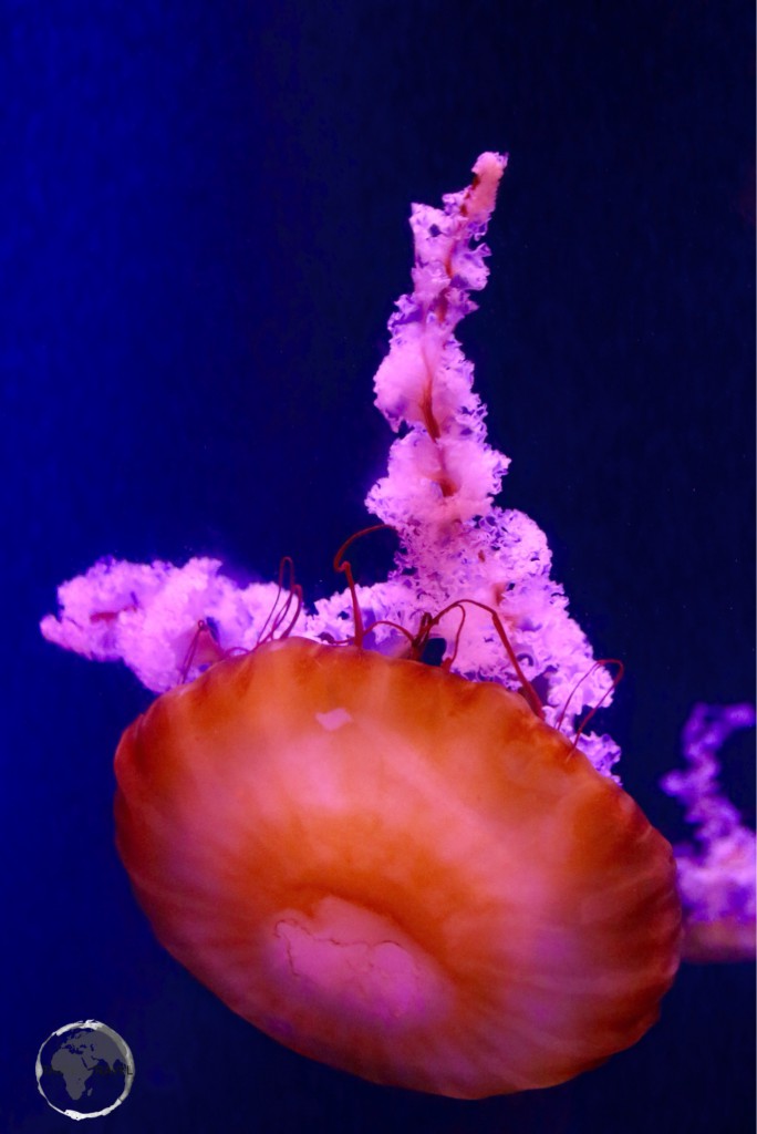 A jellyfish, floating in the giant aquarium, at the Atlantis Resort.