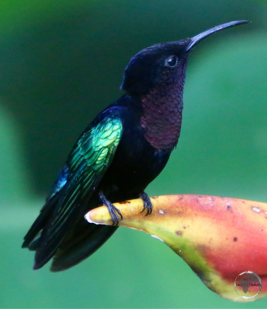 A Madeira Hummingbird on Martinique.