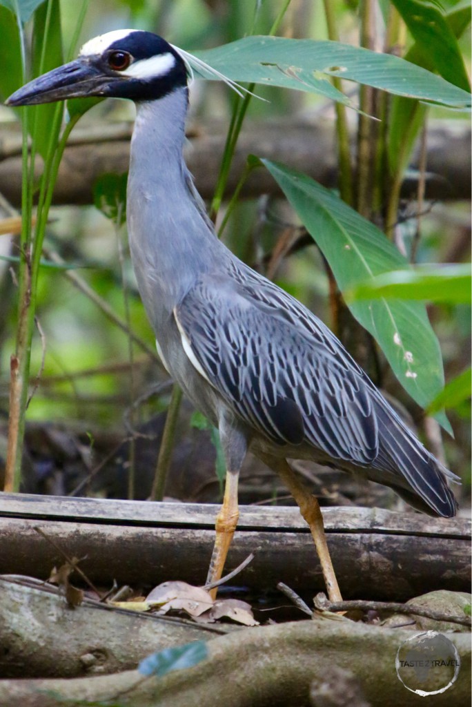 A Yellow-Crowned Night Heron on the India River.