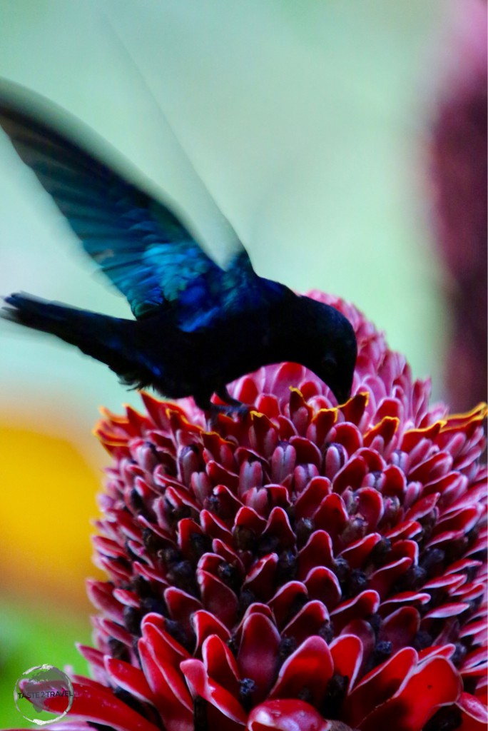 Hummingbird on the Indian River.