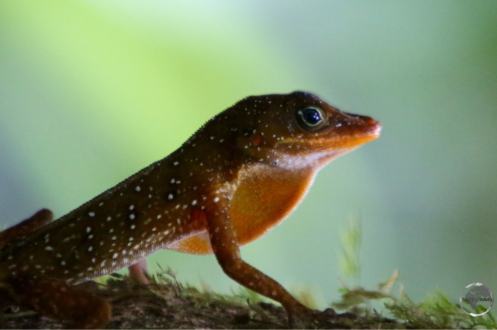 Dominican tree lizard – or ‘Zandoli’ at the Emerald Pool.