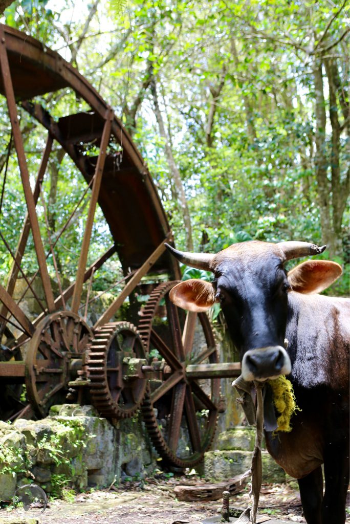 A cow grazing in the abandoned sugar mill at Hampstead Estate.