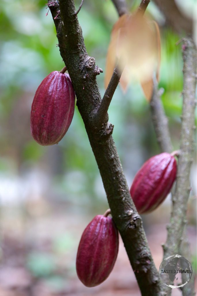 Cocoa tree at La Maison du Cacao.