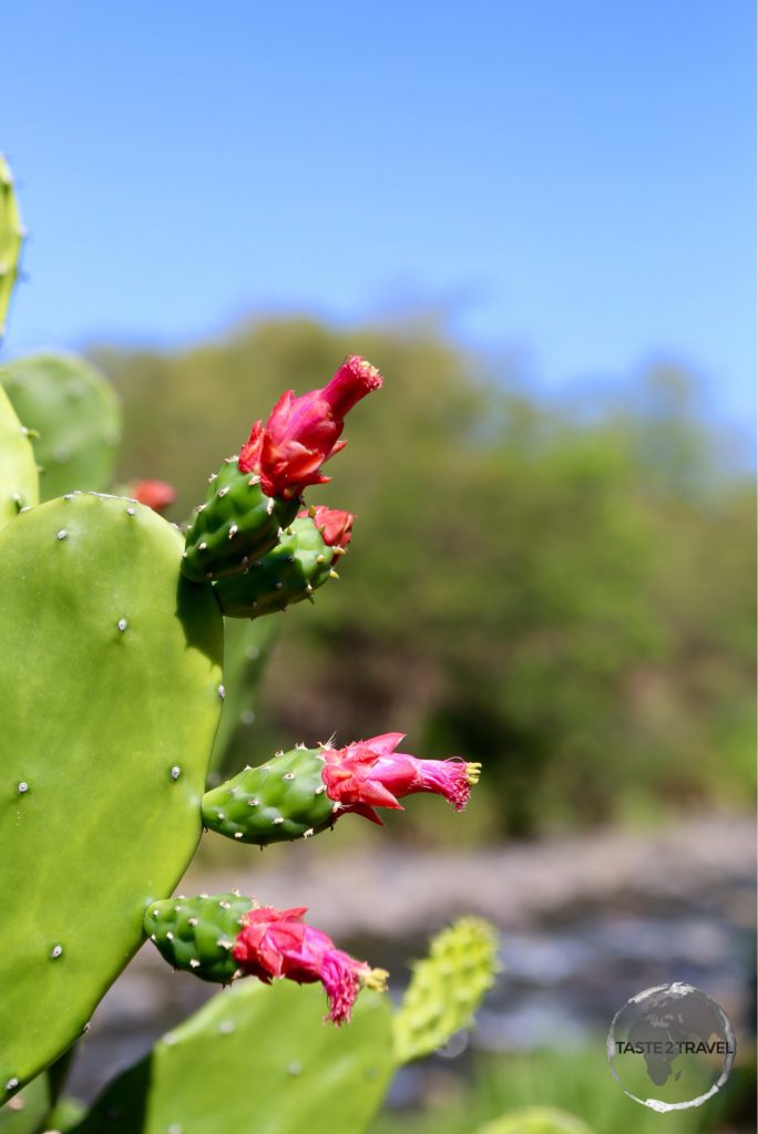 Cactus on Basse-Terre.