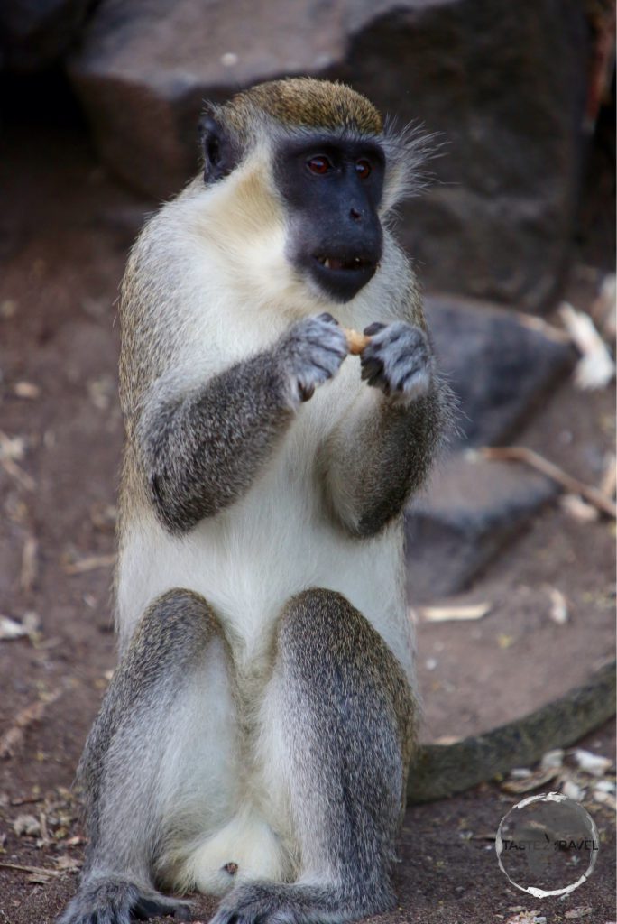 Vervet monkeys have lived on St. Kitts & Nevis for over 300 years.