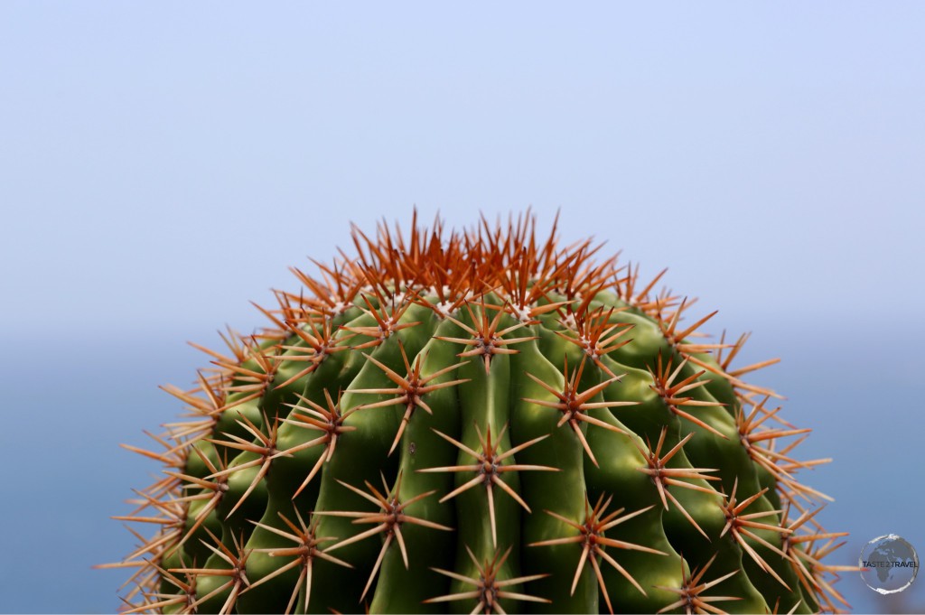 Turks Head Cactus on Antigua