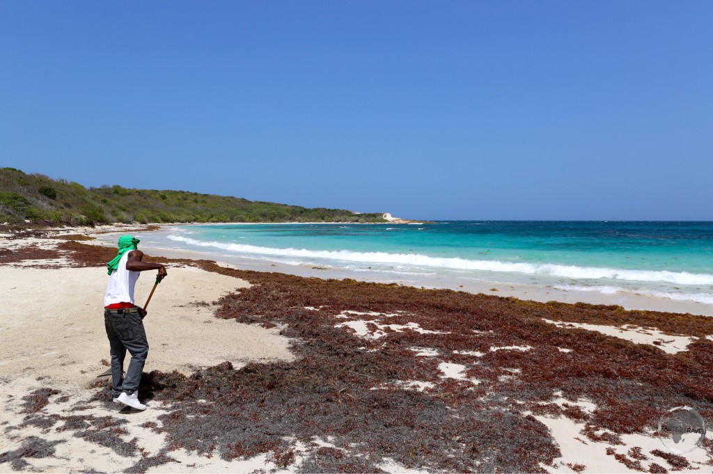 Raking seaweed off Half Moon Bay