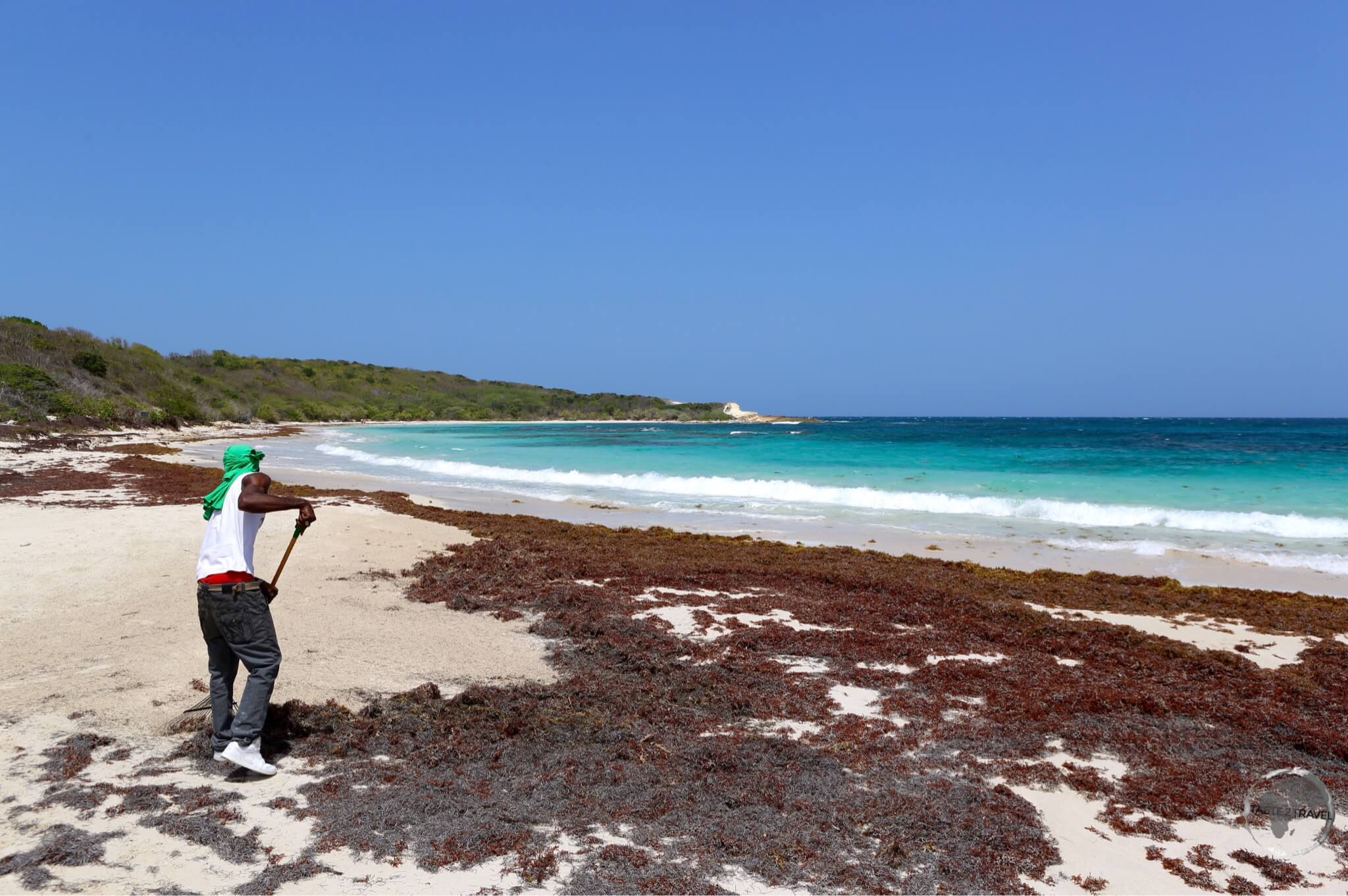 Raking Sargassum seaweed off Half Moon Bay.