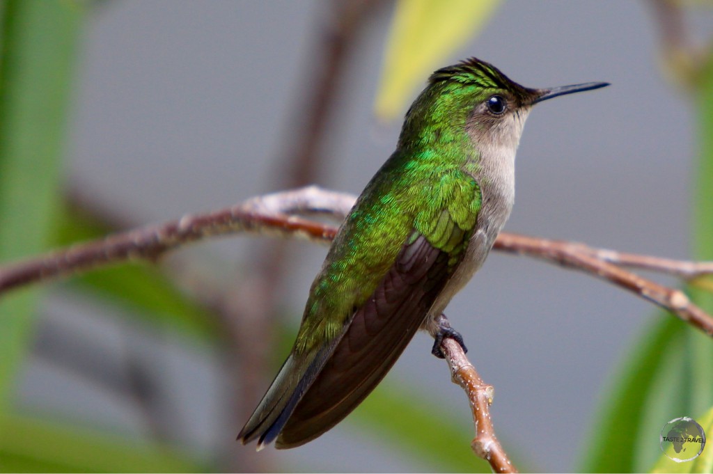 A White-throated Hummingbird on Saba.