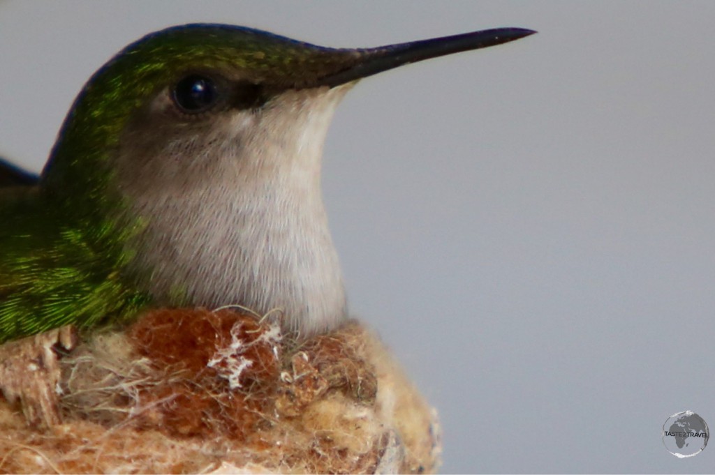 A white-throated hummingbird nesting outside my room in Windwardside.