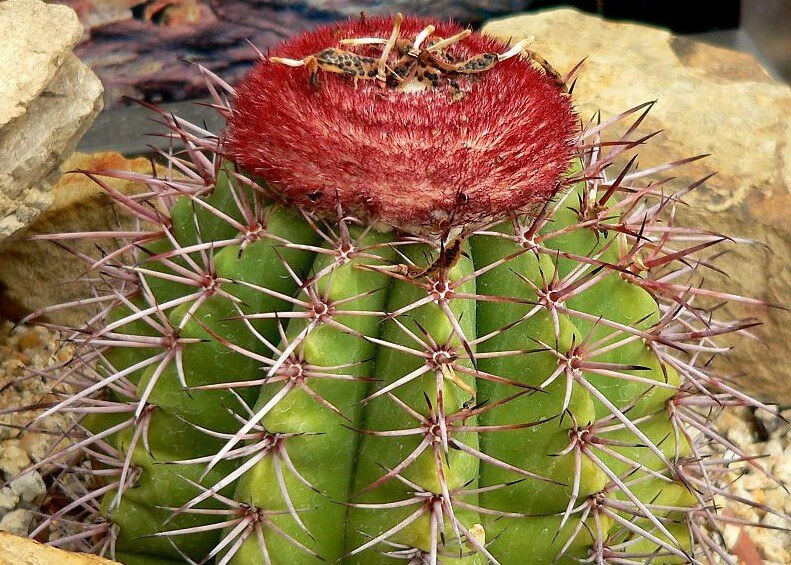 Turks head cactus on Provo island.