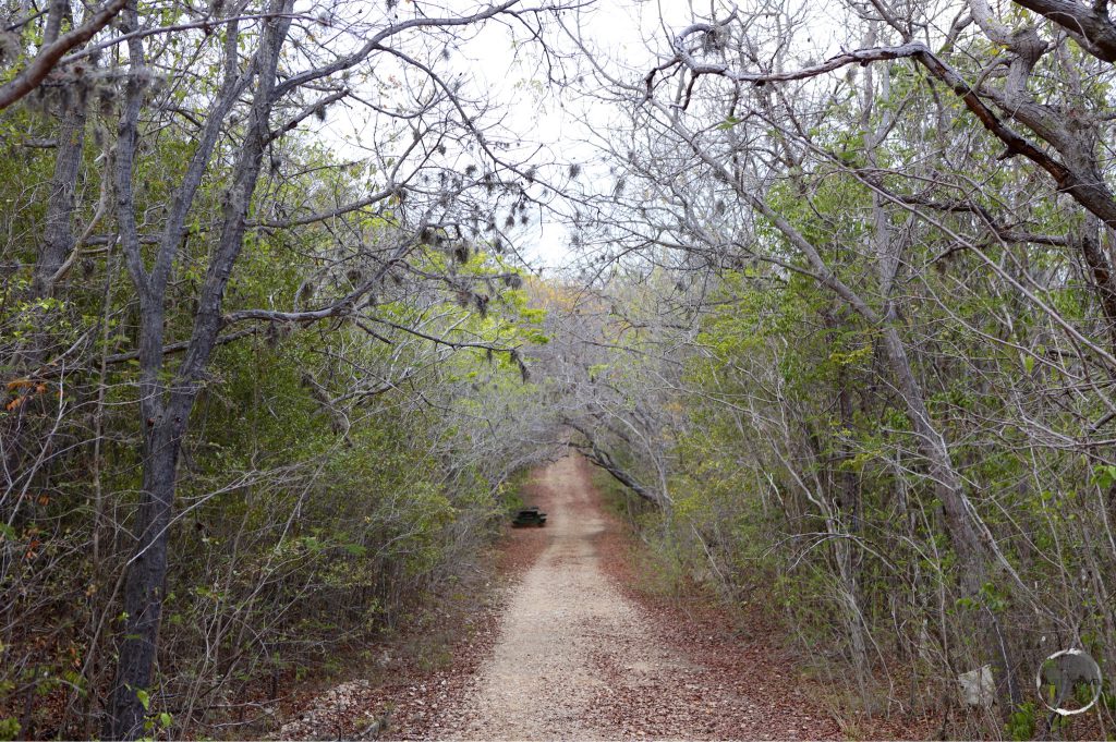 Hiking trail through the Guanica dry forest.