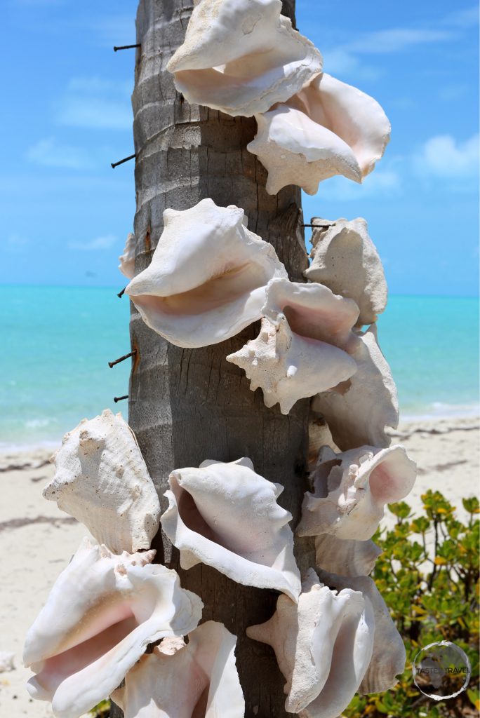 Conch shells on Long Bay Beach.
