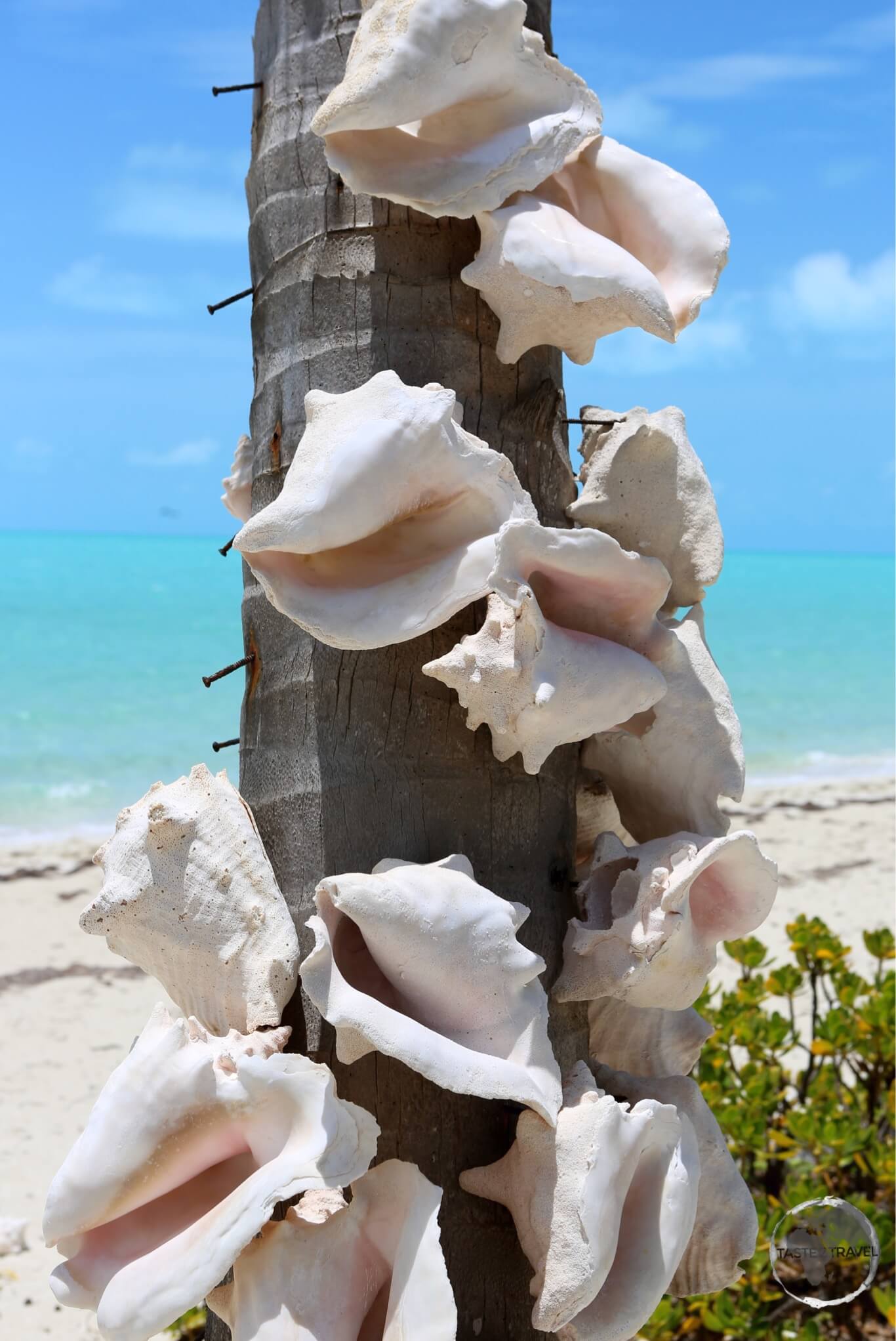 Conch shell decoration on Long Bay.