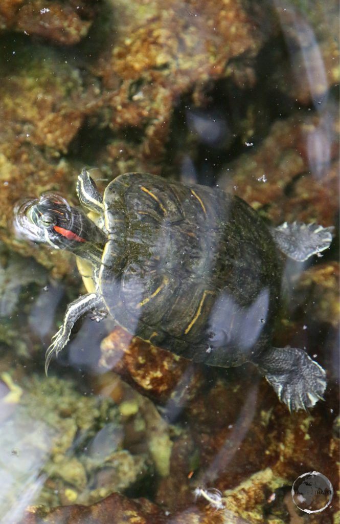 Fresh-water turtle in the ‘Indigenous Eyes National Park’, Punta Cana.