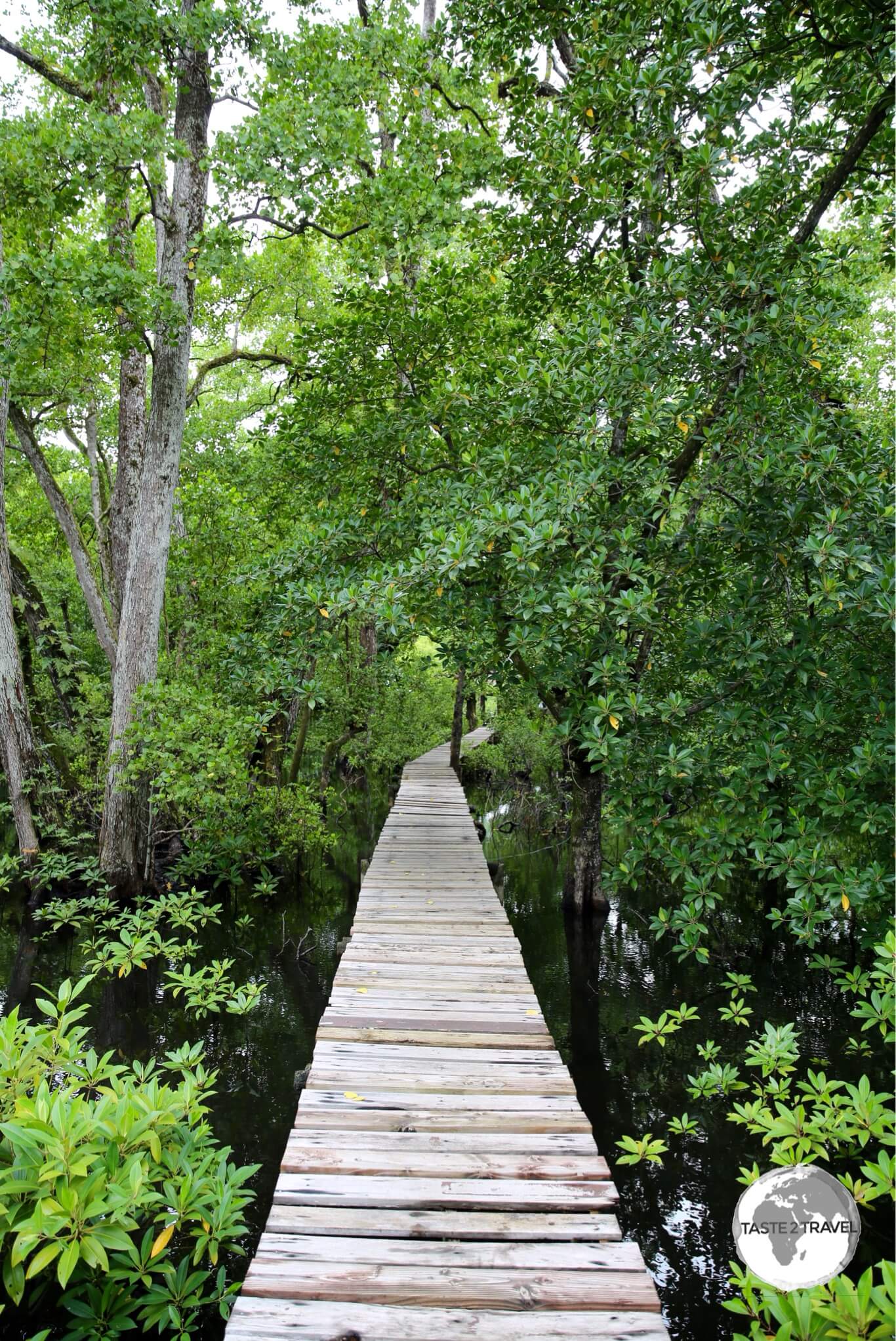 The mangrove walkway at the Pacific Tree Lodge resort.