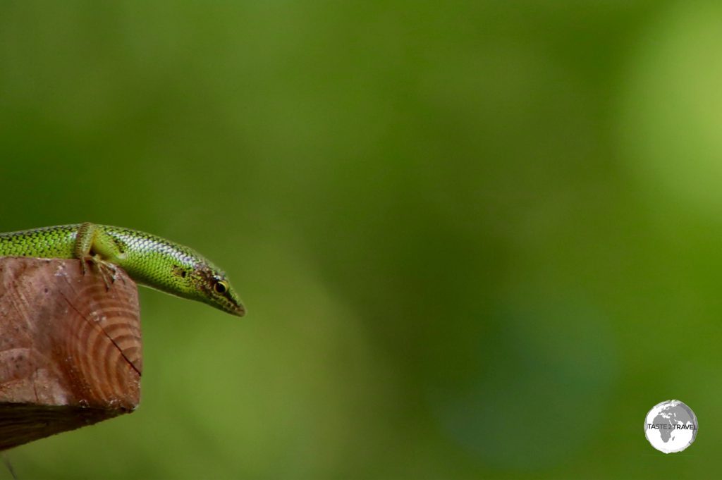 Curious green lizard.