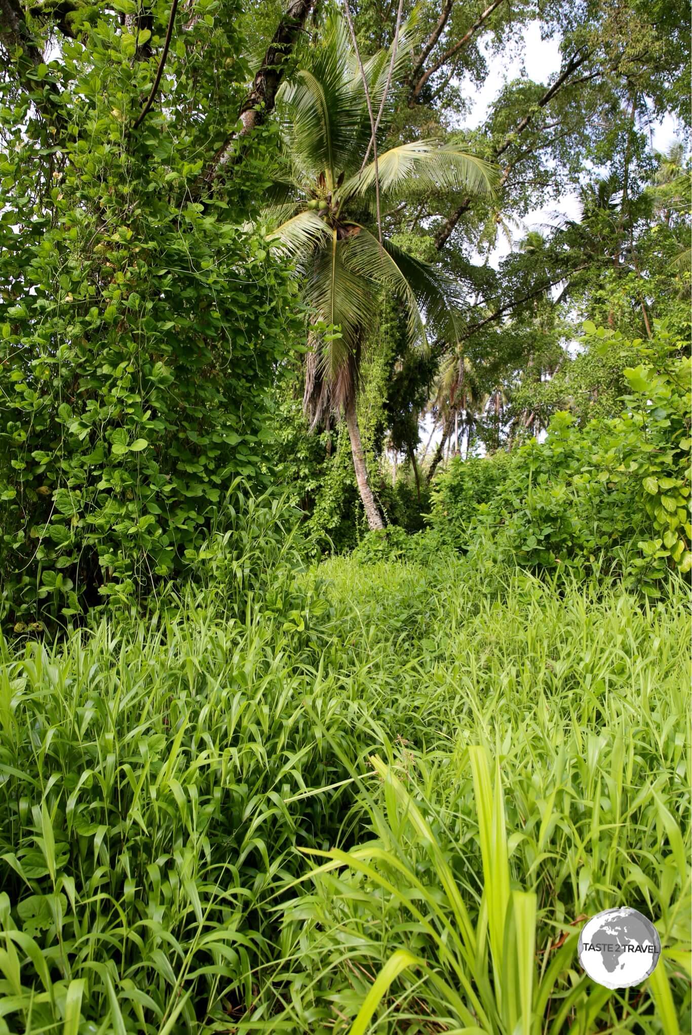 The very over-grown Lelu ruins, Kosrae's version of Nan Madol.