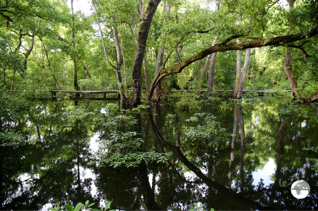 Mangrove swamp at Pacific Tree lodge Resort.