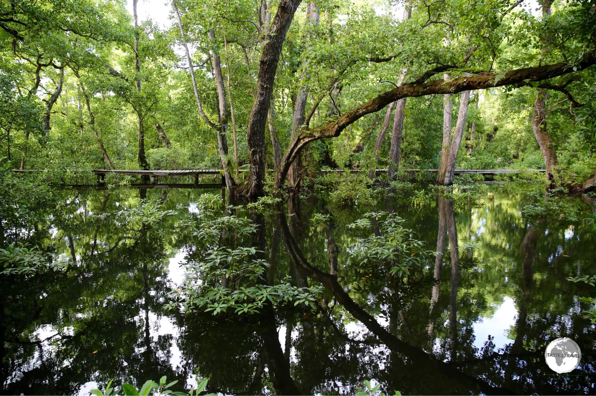 The sprawling mangrove swamp at Pacific Treelodge Resort.