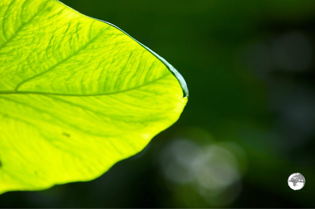 Nature abounds on Pohnpei – the ‘garden of Micronesia’.