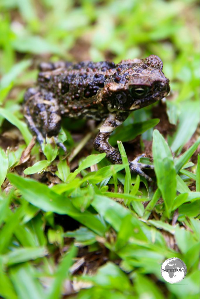 The Palau Ground Frog is endemic to Palau.