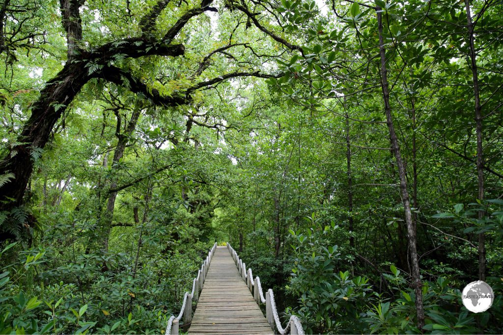 Mangrove walkway at the Pacific Tree-lodge resort.