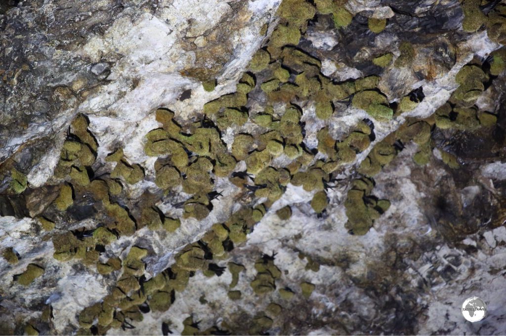 Swiflet nests on the ceiling of the cave.