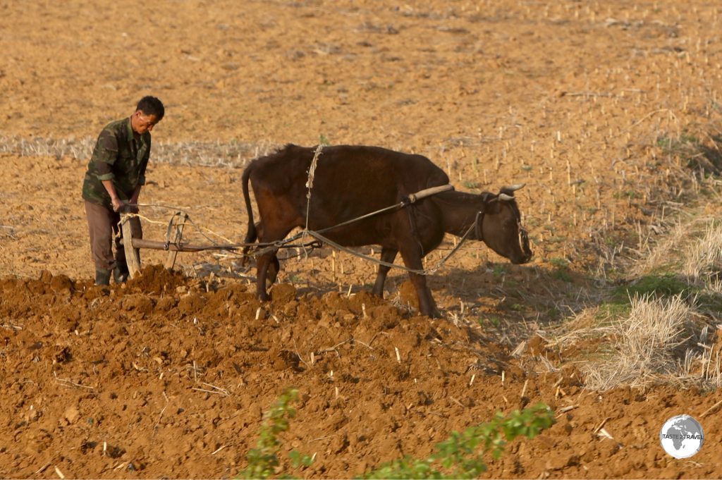 Farming in DRPK has hardly changed over the centuries with most of it done by hand.