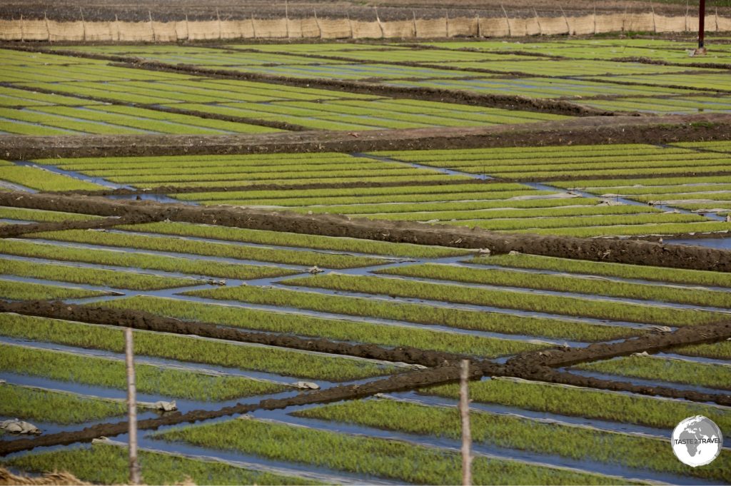 Rice seedlings being prepared for transplanting into adjacent paddies.
