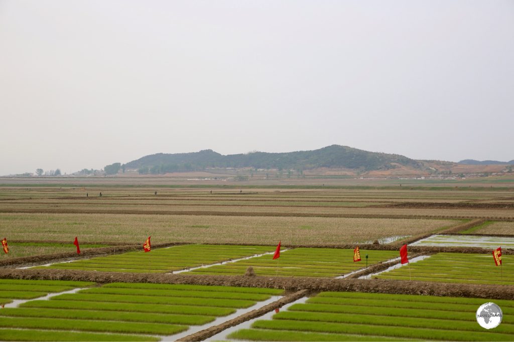 Rice seedlings being harvested near Nampo. All arable land is intensely farmed – mostly by hand.