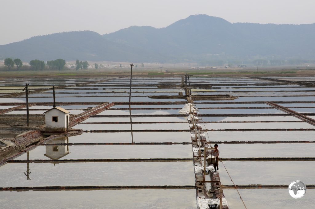 Rice cultivation is extensive throughout DPRK. These paddies are located near to Nampo.