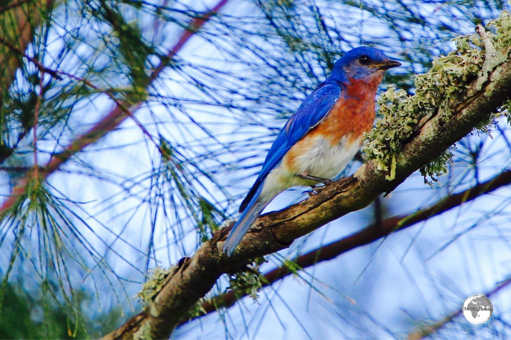 The Bermuda Eastern Blue Bird.