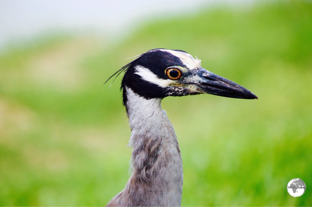 A recent introduction to Bermuda – the Yellow-crowned night heron at Spittal Pond Nature Reserve.