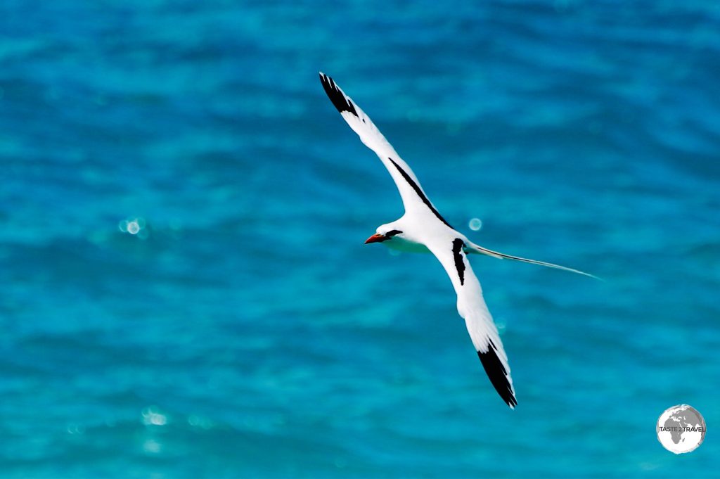Native to Bermuda – the White Tailed Tropic bird is locally known as the Longtail – seen here on the north coast of Hamilton parish.