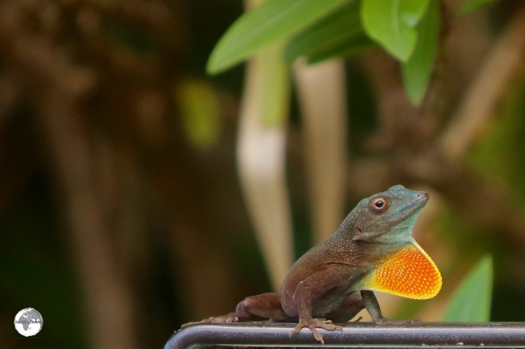 Jamaican Anole at Spittal Pond Nature Reserve.