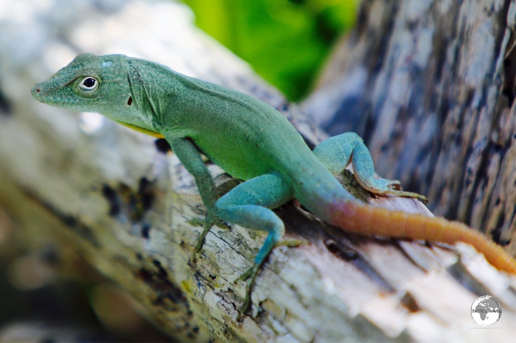 Jamaican Anole at the Arborteum.