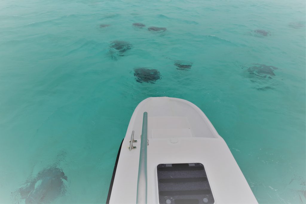 Stingray’s surround our boat at Stingray city.