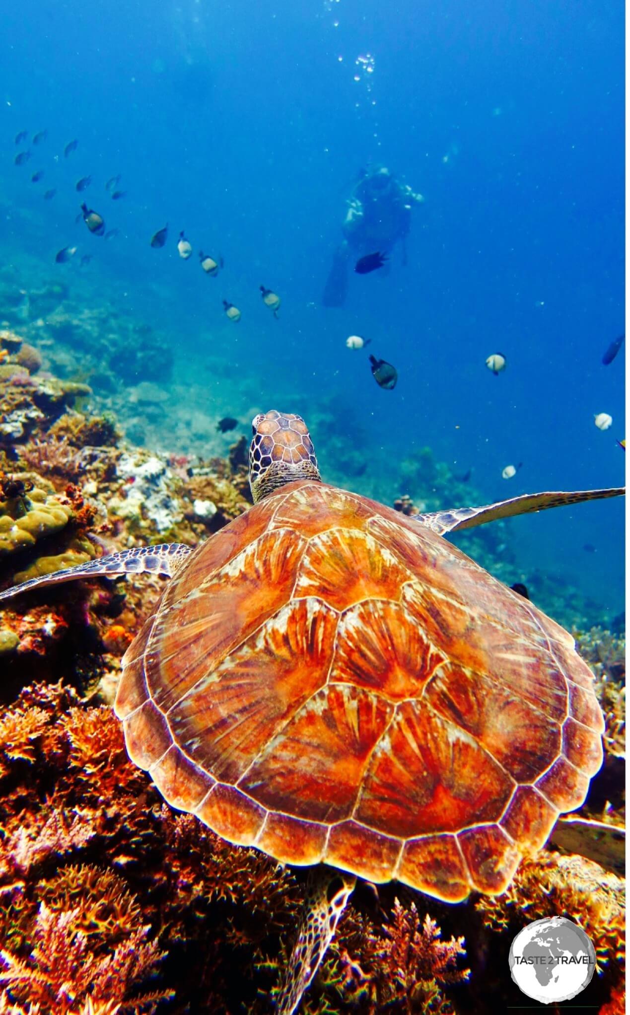 A magical rendezvous as I approach a Hawksbill turtle.