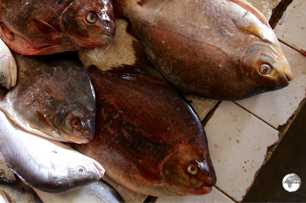 Fresh-water Pacu fish on sale at Bartica market.