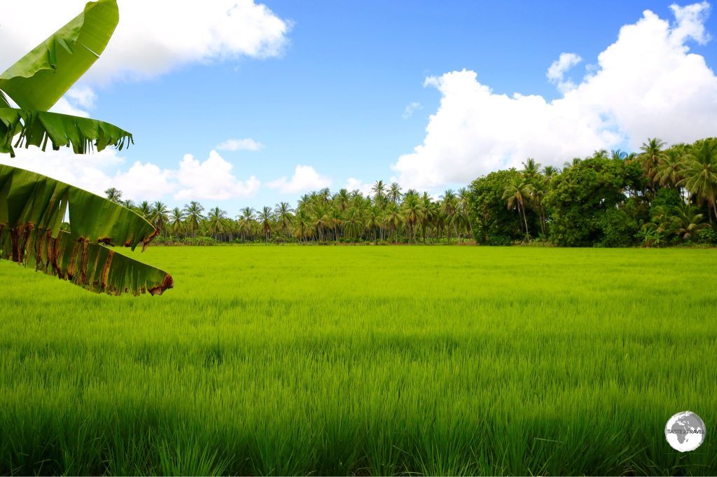 Rice farming is the main occupation on Wakenaam Island.