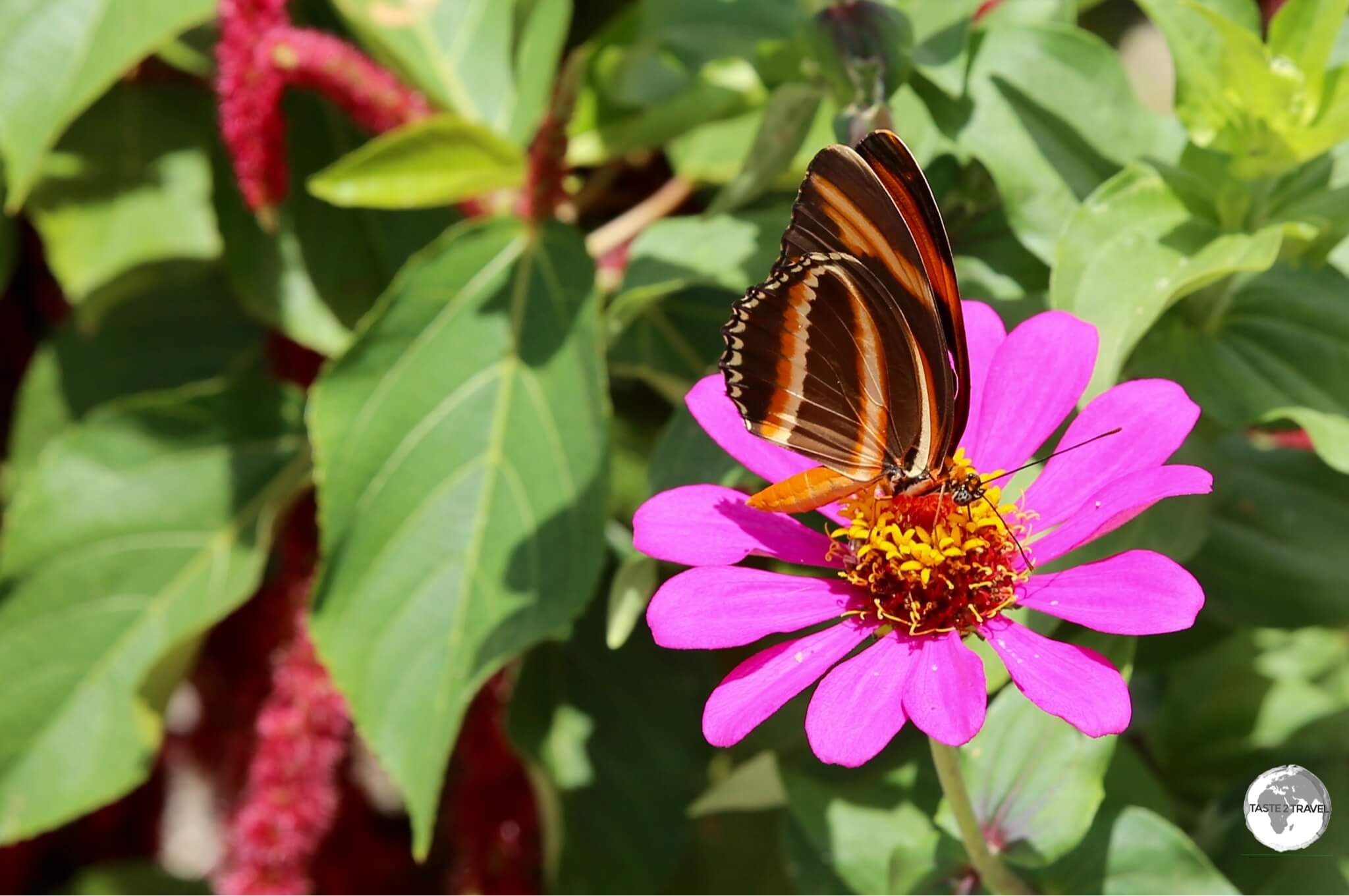 Isabella's Long-wing butterfly on Wakenaam Island.
