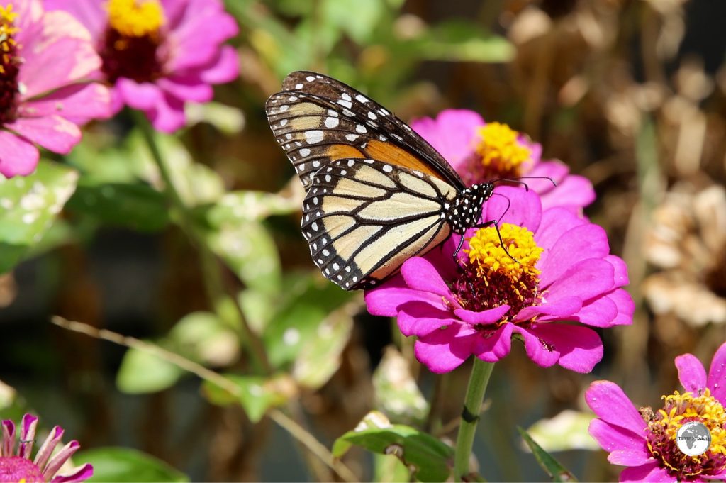 Monarch Butterfly on Wakenaam island.