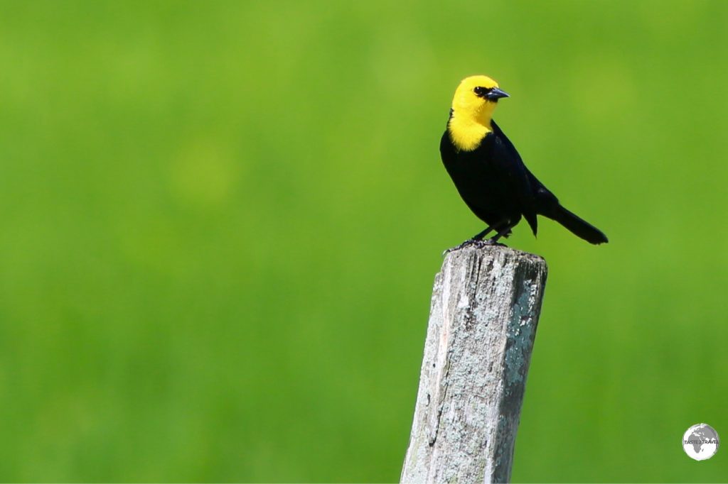 Yellow-headed Blackbird on Wakenaam island.