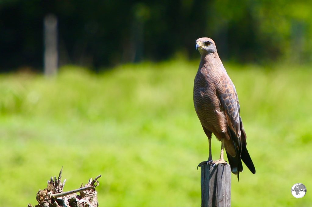A Savannah Hawk on Wakenaam island.