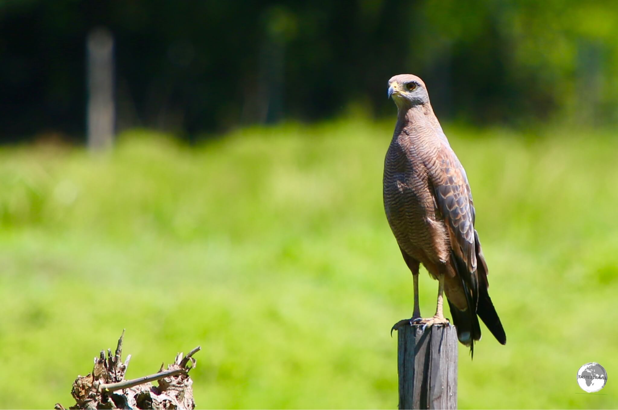 A Savannah Hawk on Wakenaam Island.