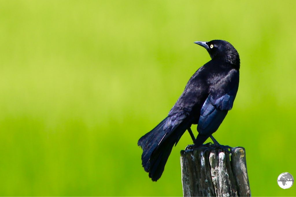 Great-tailed Grackle on Wakenaam island.