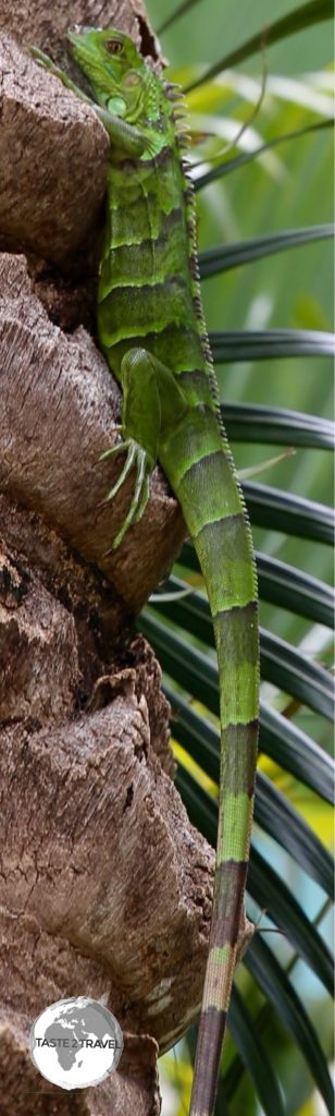 Green Iguana on Grand Cayman.